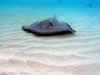 Costa Rica Aquatic Images pic 14