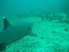 Costa Rica Aquatic Images pic 15