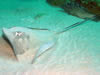Costa Rica Aquatic Images pic 16