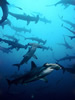 Costa Rica Aquatic Images pic 18