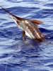 Costa Rica Aquatic Images pic 5