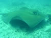 Costa Rica Aquatic Images pic 8