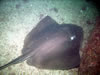 Costa Rica Aquatic Images pic 9