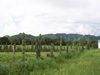 Costa Rica Landscape Images pic 111