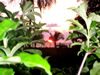 Costa Rica Landscape Images pic 19
