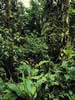 Costa Rica Landscape Images pic 69